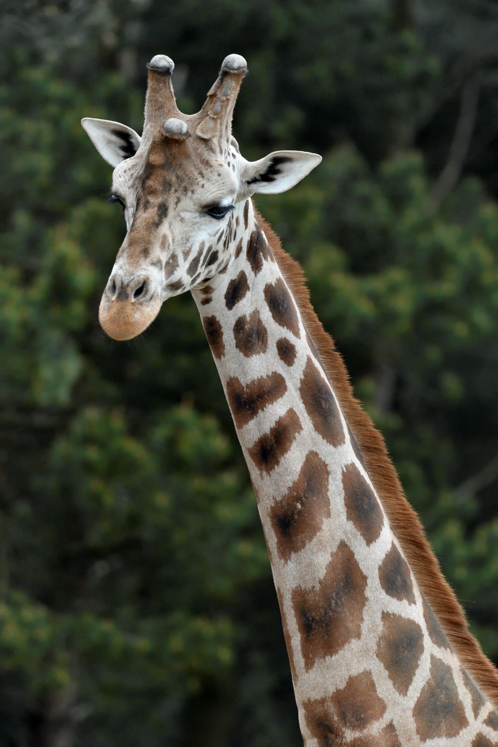 nubian giraffe facing left with trees in background IMAGE Laurie Campbell 2023
